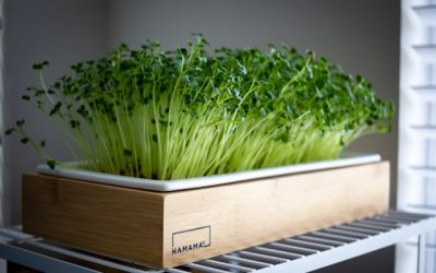 5 Best Practices for Storing Microgreens for Commercial Use